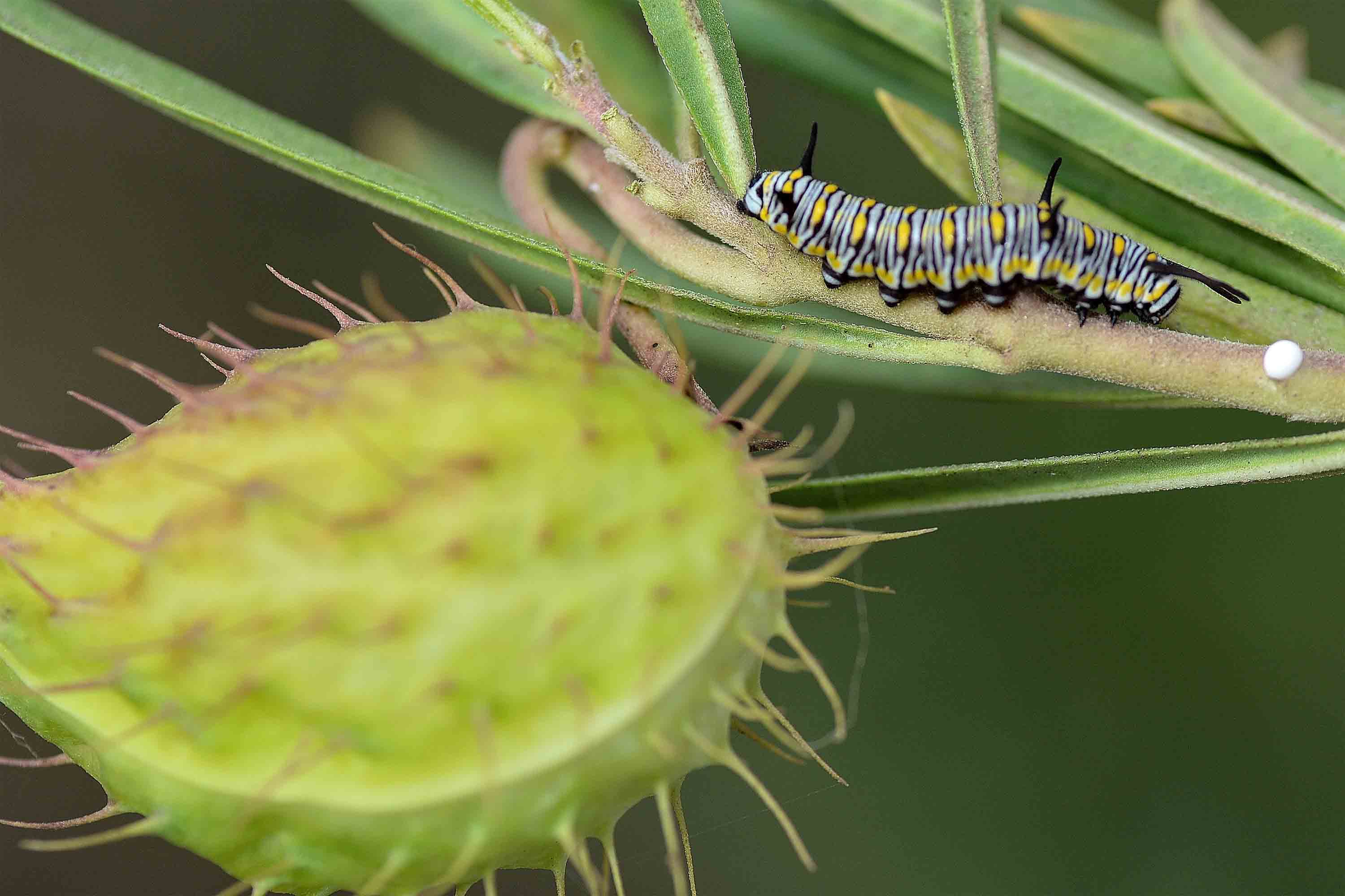 Bruco di Danaus chrysippus